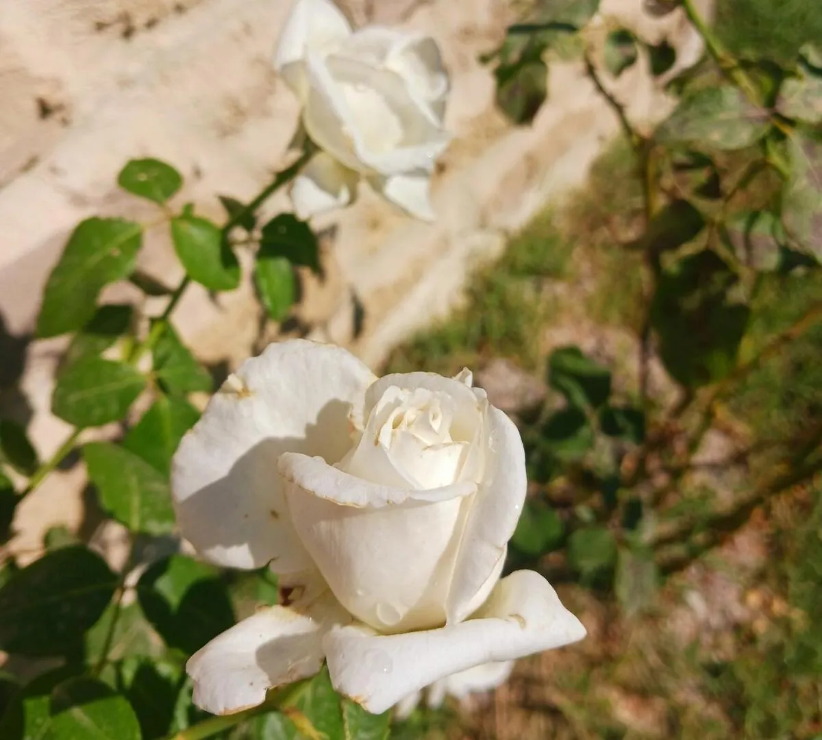 La Poumo D'Amour La Tour-d'Aigues